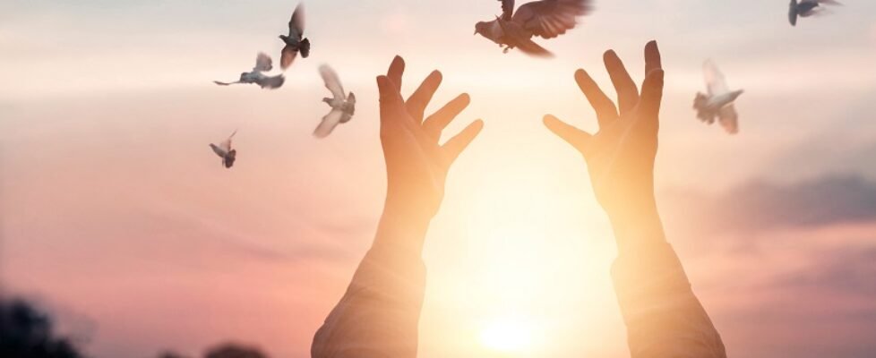 Woman praying and free bird enjoying nature on sunset background