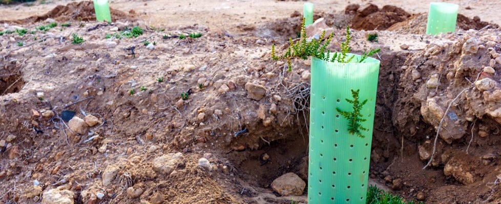 ASISA Vida_campaña bosque_20210601