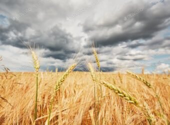 Agroseguro cereales pedrisco