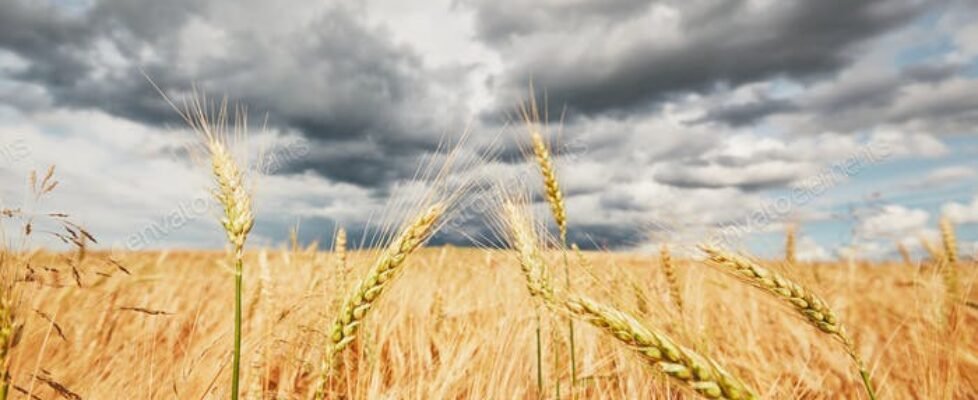 Agroseguro cereales pedrisco