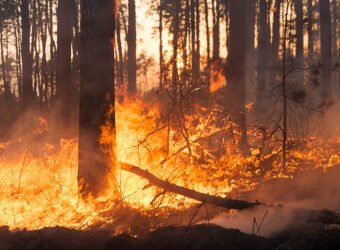 incendio forestal