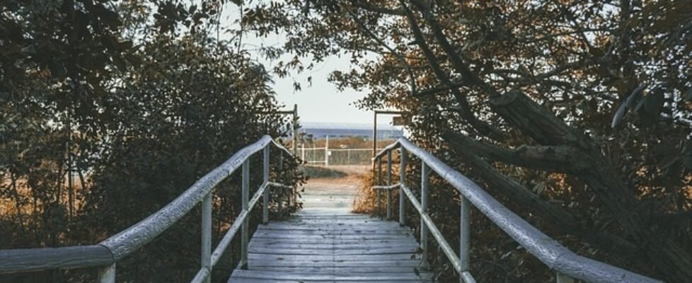 méxico tampico árboles
