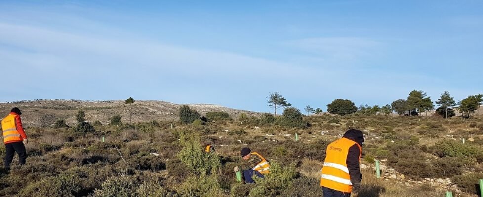 Proyecto reforestación_Mutualidad de la Abogacía
