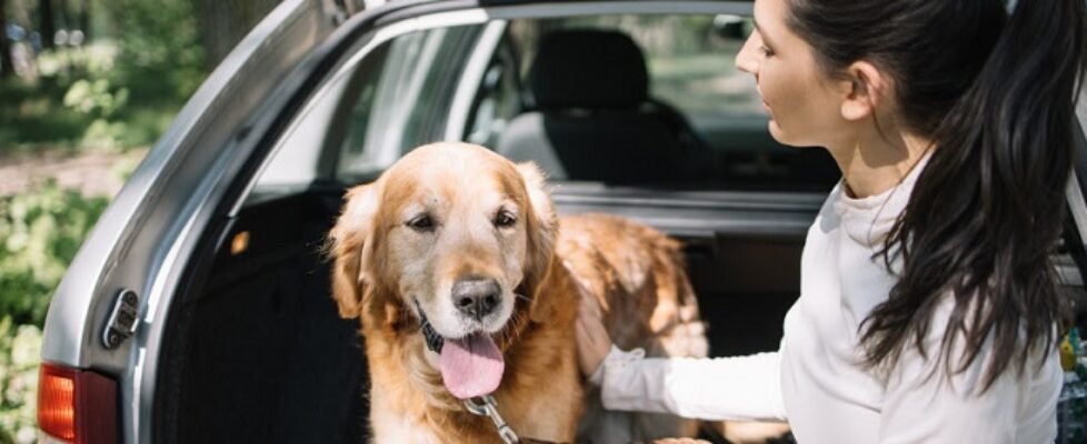 RACE detecta que los dueños de mascotas tienen dudas sobre las normas para viajar con su animal