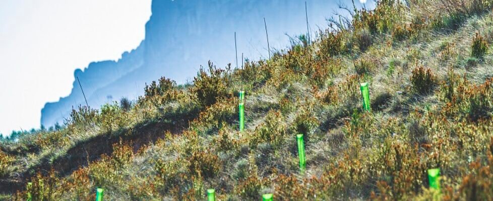 DKV Plantación en El Bruc (Volterra)