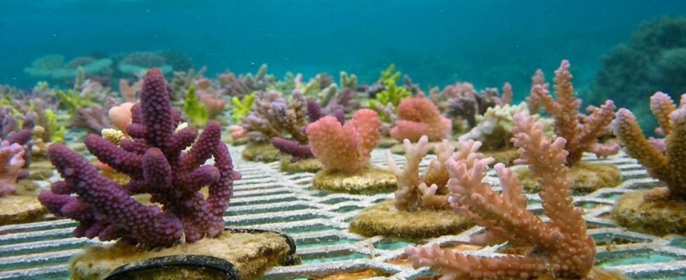 dkv-sbastida-CoralGardener