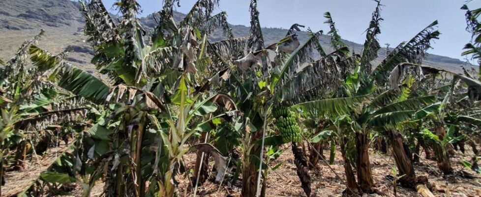 Agroseguro - Ola de calor en La Palma