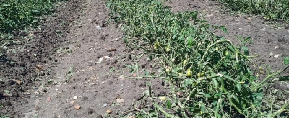 Agroseguro tomate Extremadura