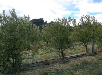 Agroseguro apunta el 30 de septiembre como fecha clave para el seguro de olivar