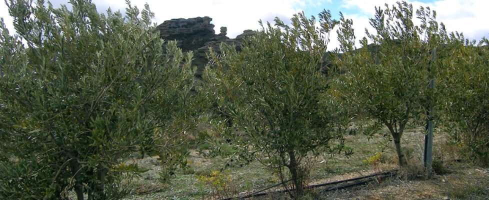 Castilla-La Mancha aumenta un 25% la producción agraria asegurada