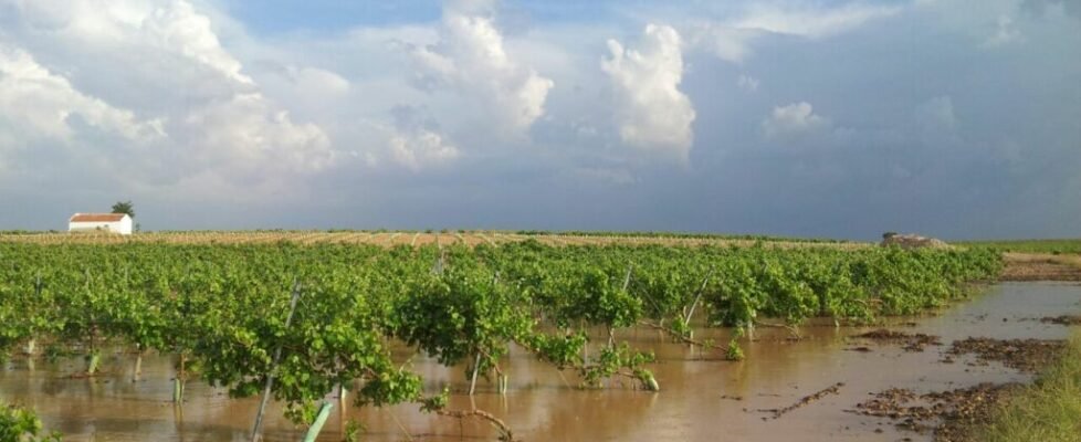 Agroseguro daños viñedos Castilla-La Mancha