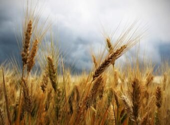 Agroseguro cultivos herbáceos