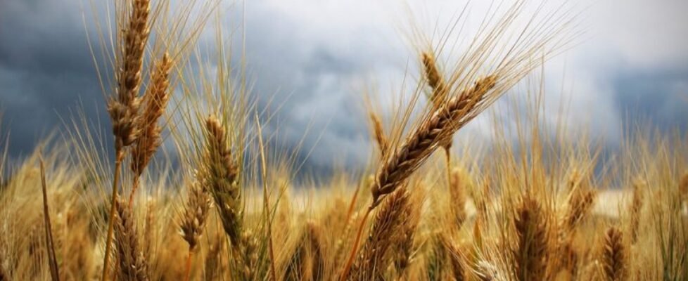 Agroseguro cultivos herbáceos