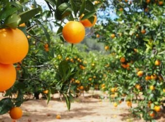 Agroseguro herbaceos Andalucía