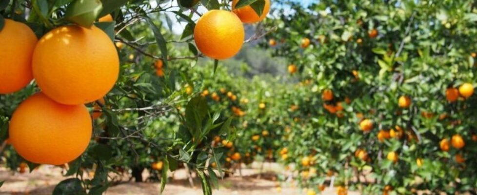 Agroseguro herbaceos Andalucía