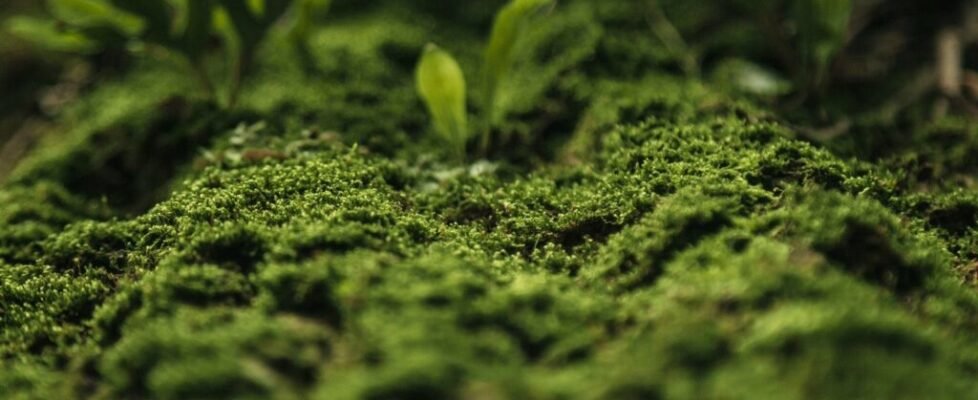 Black Friday LinkedIn Post