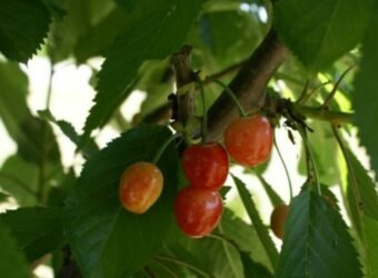 Agroseguro frutales Aragón