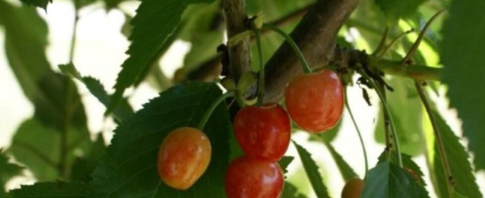 Agroseguro frutales Aragón