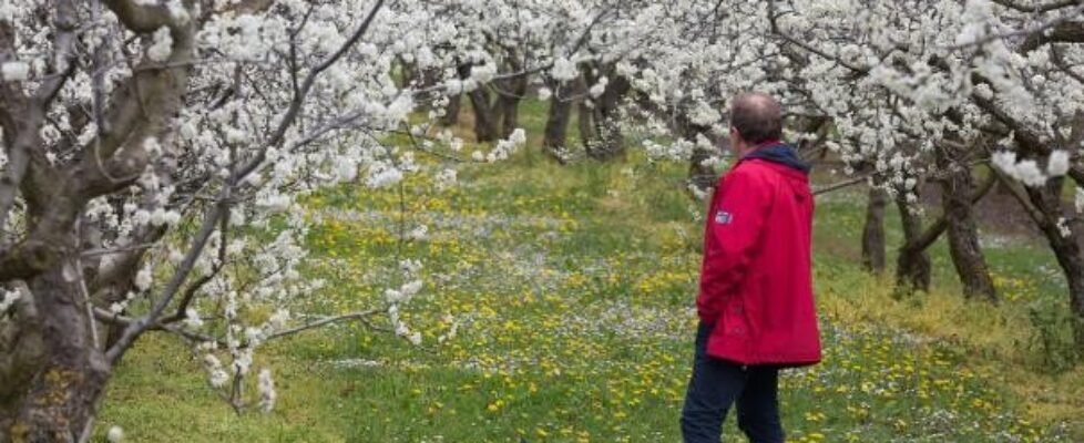 Agroseguro frutales La Rioja