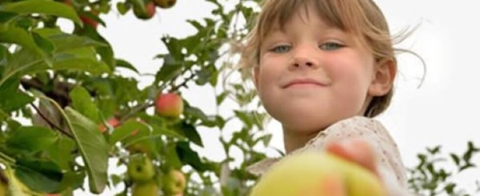 Fundación Caser Convocatoria Premios Vida Sana