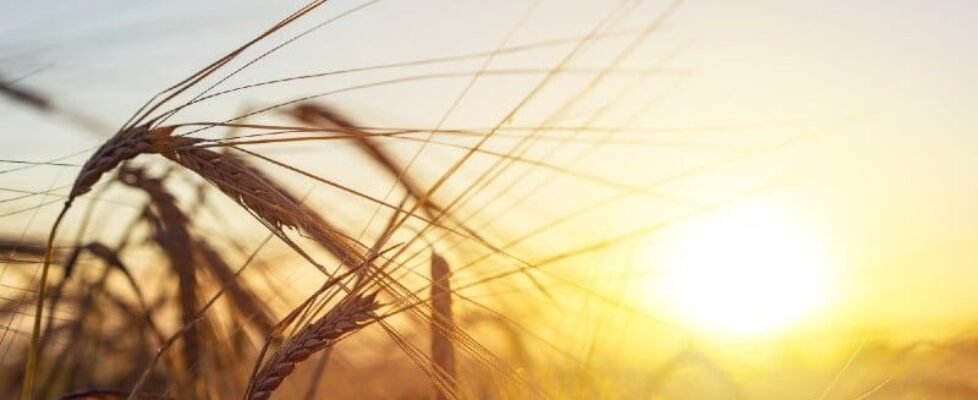 Mapfre pymes agroalimentario