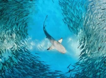 fusiones compras adquisiciones