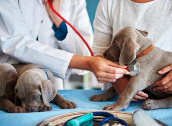 Vet doing a routine examination