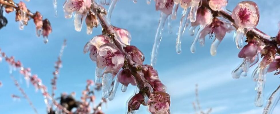 ALMENDRO_HELADO_ABRIL_22