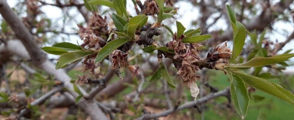 Almendro flor. Helada abril 2022