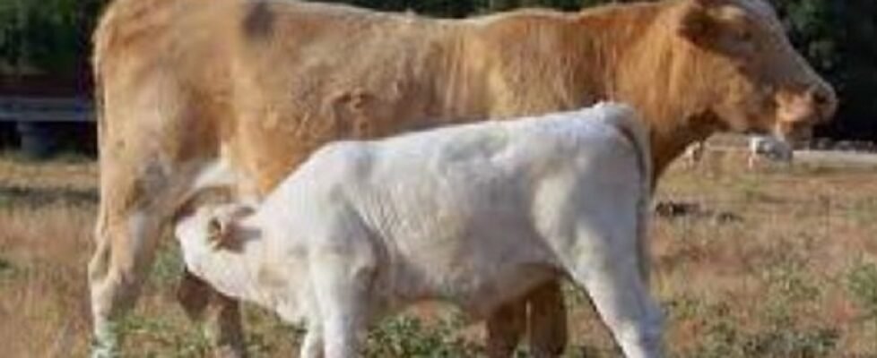 Agroseguro ganado ganadería vacas pecuario