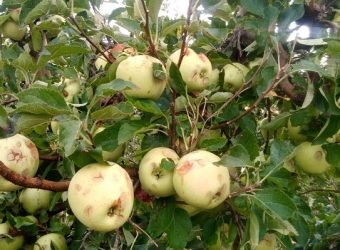 DAÑOS-PEDRISCO-agroseguro