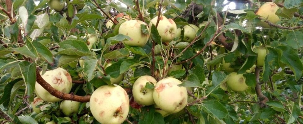 DAÑOS-PEDRISCO-agroseguro