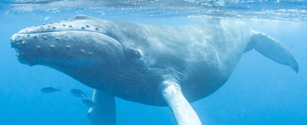 WWF España Hiscox_v3