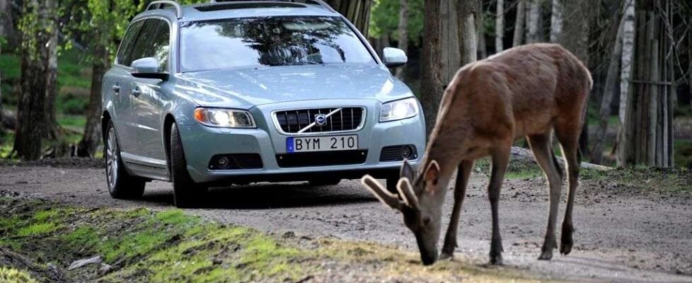 Línea Directa animales