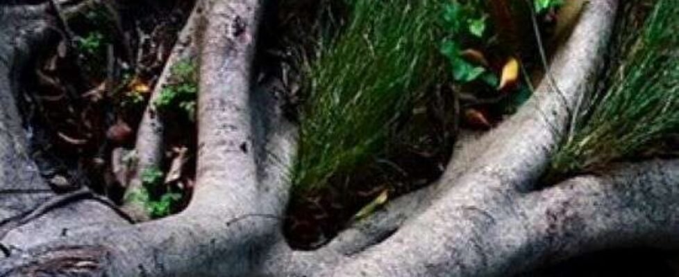 AXA XL Roots of Resilience 1104x736px