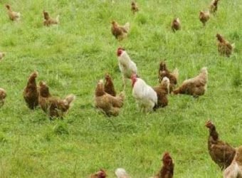 Agroseguro aviar-carne-garant2