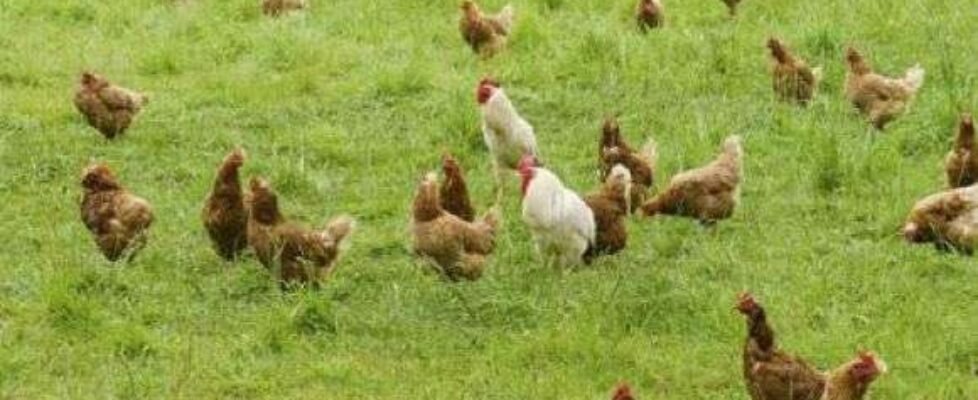 Agroseguro aviar-carne-garant2