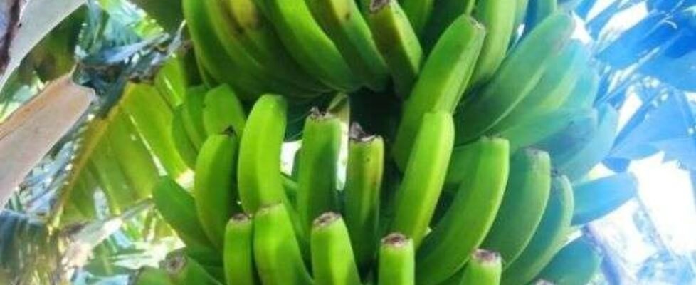 Danos-platano-Canarias_viento_miniatura