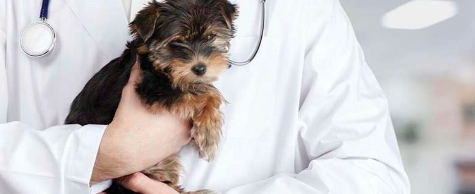 divina Asistencia Veterinaria (002)