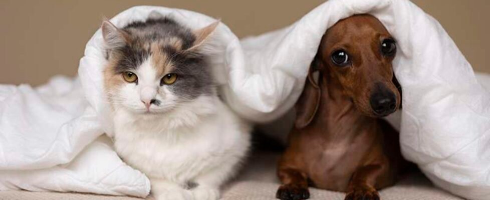 gato-perro
