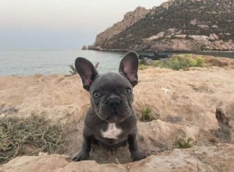 Dia Mundial del Perro