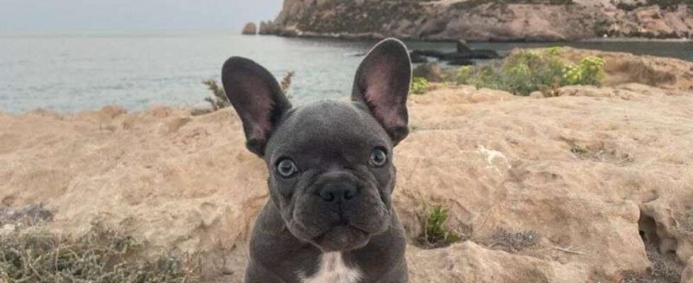 Dia Mundial del Perro