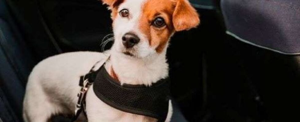 Fundación RACE viajer con animales en verano