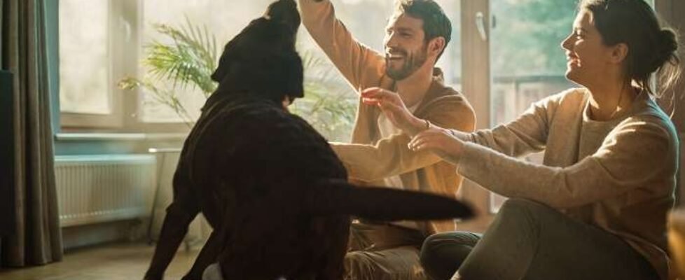 At,Home:,Happy,Couple,Play,With,Their,Dog,,Gorgeous,Brown