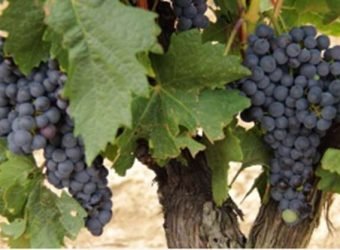 uva de vino