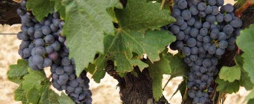 uva de vino