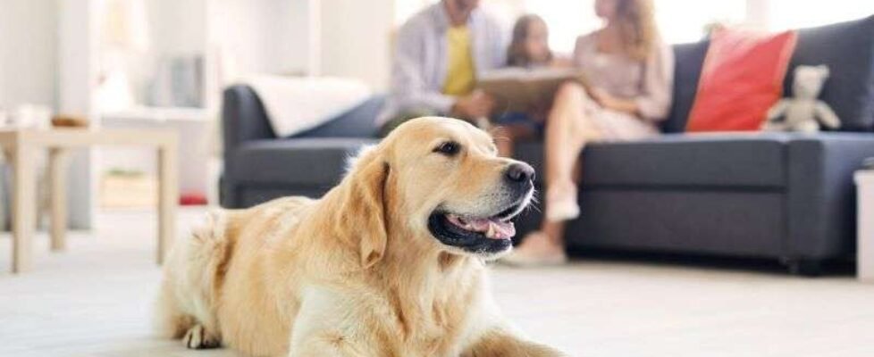 Línea Directaperro-morder