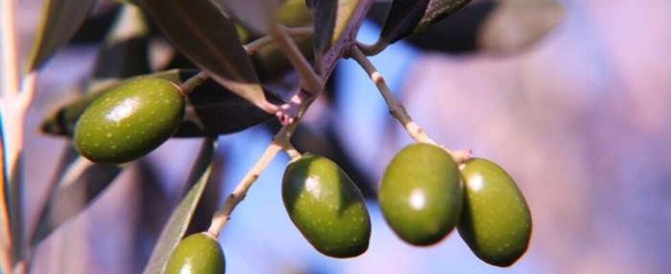olivos, olivas, aceitunas, olivar