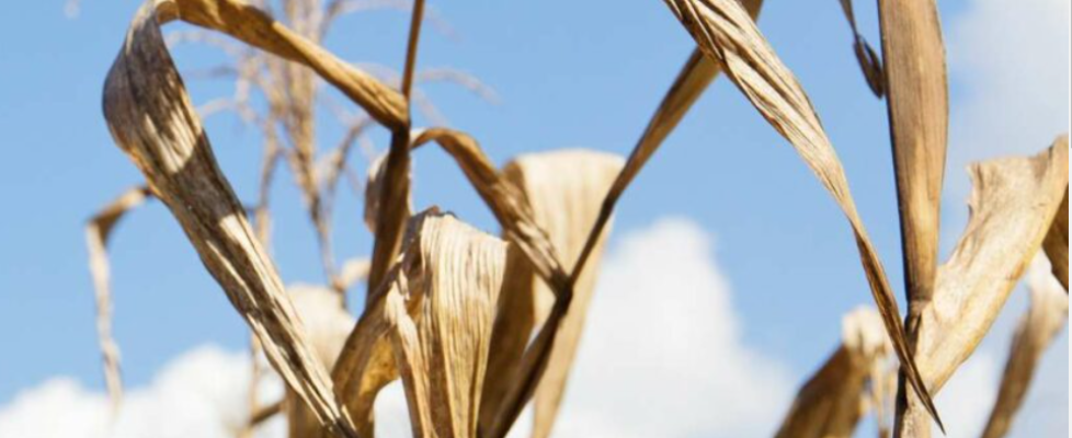 siniestralidad agraria sequia