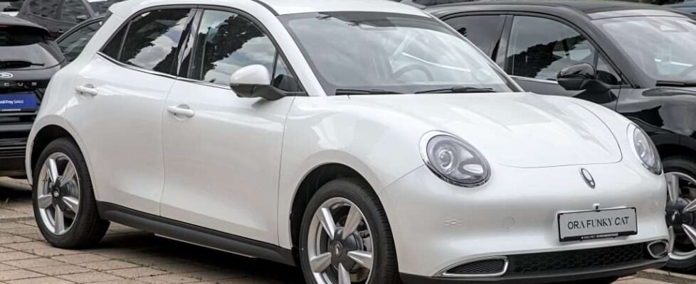 ORA_Funky_Cat_1X7A7360